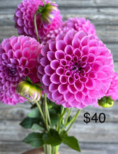 Load image into Gallery viewer, SWEET FABIENNE, 4 TUBERS - coming 3/6, free shipping!