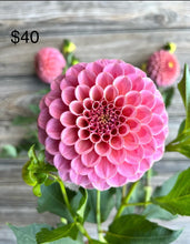 Load image into Gallery viewer, ROCK RUN ASHLEY, 4 TUBERS - coming 3/6, free shipping!