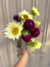 Load image into Gallery viewer, Ivanetti, 1 Tuber-coming 3/6, free shipping!