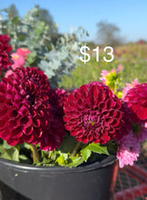 Load image into Gallery viewer, Ivanetti, 1 Tuber-coming 3/6, free shipping!