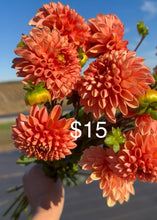 Load image into Gallery viewer, Jowey Linda, 1 Tuber-coming 3/6, free shipping