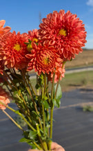 Load image into Gallery viewer, Jowey Linda, 1 Tuber-coming 3/6, free shipping