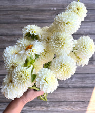 Load image into Gallery viewer, WHITE ASTER, 1 Tuber - coming 3/8, free shipping