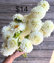 Load image into Gallery viewer, WHITE ASTER, 1 Tuber - coming 3/8, free shipping