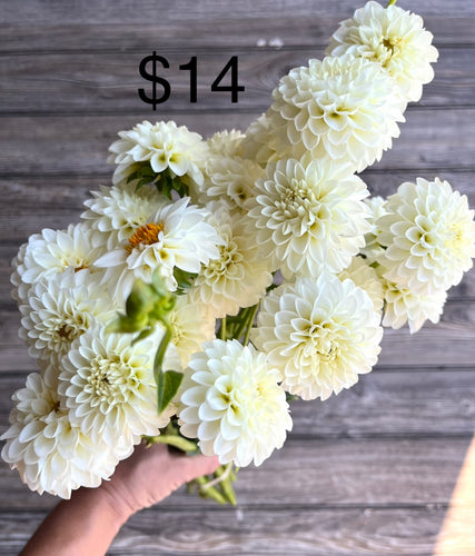 WHITE ASTER, 1 Tuber - coming 3/8, free shipping