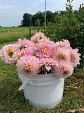 Load image into Gallery viewer, SWEET NATHALIE, 4 TUBERS - free shipping!