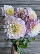 Load image into Gallery viewer, SWEET NATHALIE, 2 TUBERS - coming 3/8, free shipping!