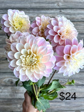 Load image into Gallery viewer, SWEET NATHALIE, 2 TUBERS - coming 3/8, free shipping!